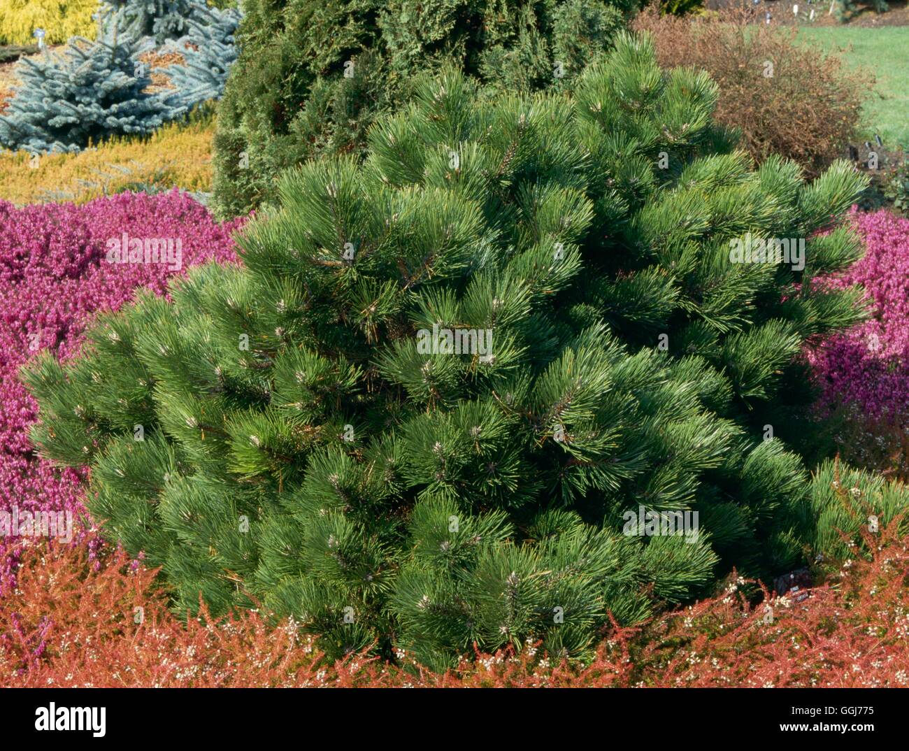 Pinus nigra - `Hornibrookiana'   CON031562 Stock Photo